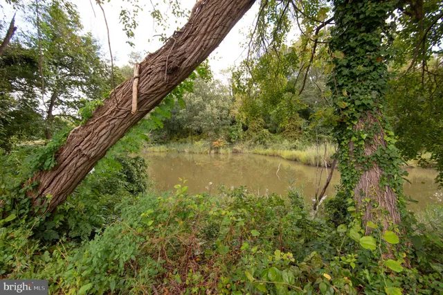a view of a forest with trees in the background
