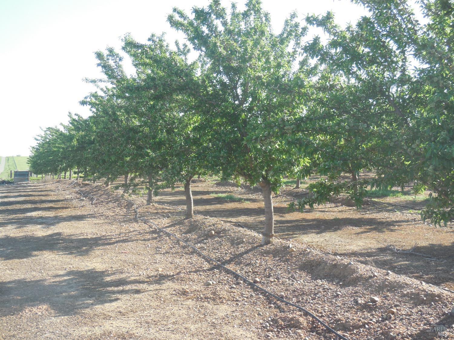 0 Timm Road Winters, CA 95694 - Photo 7 of 22 a view of a yard with large trees