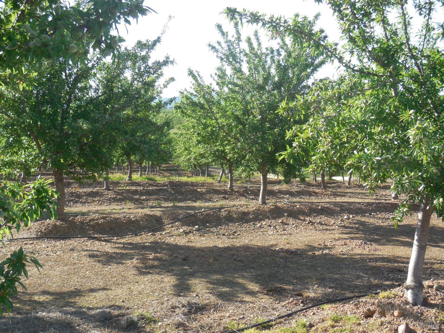 0 Timm Road Winters, CA 95694 - Photo 8 of 22 a view of a yard with a trees