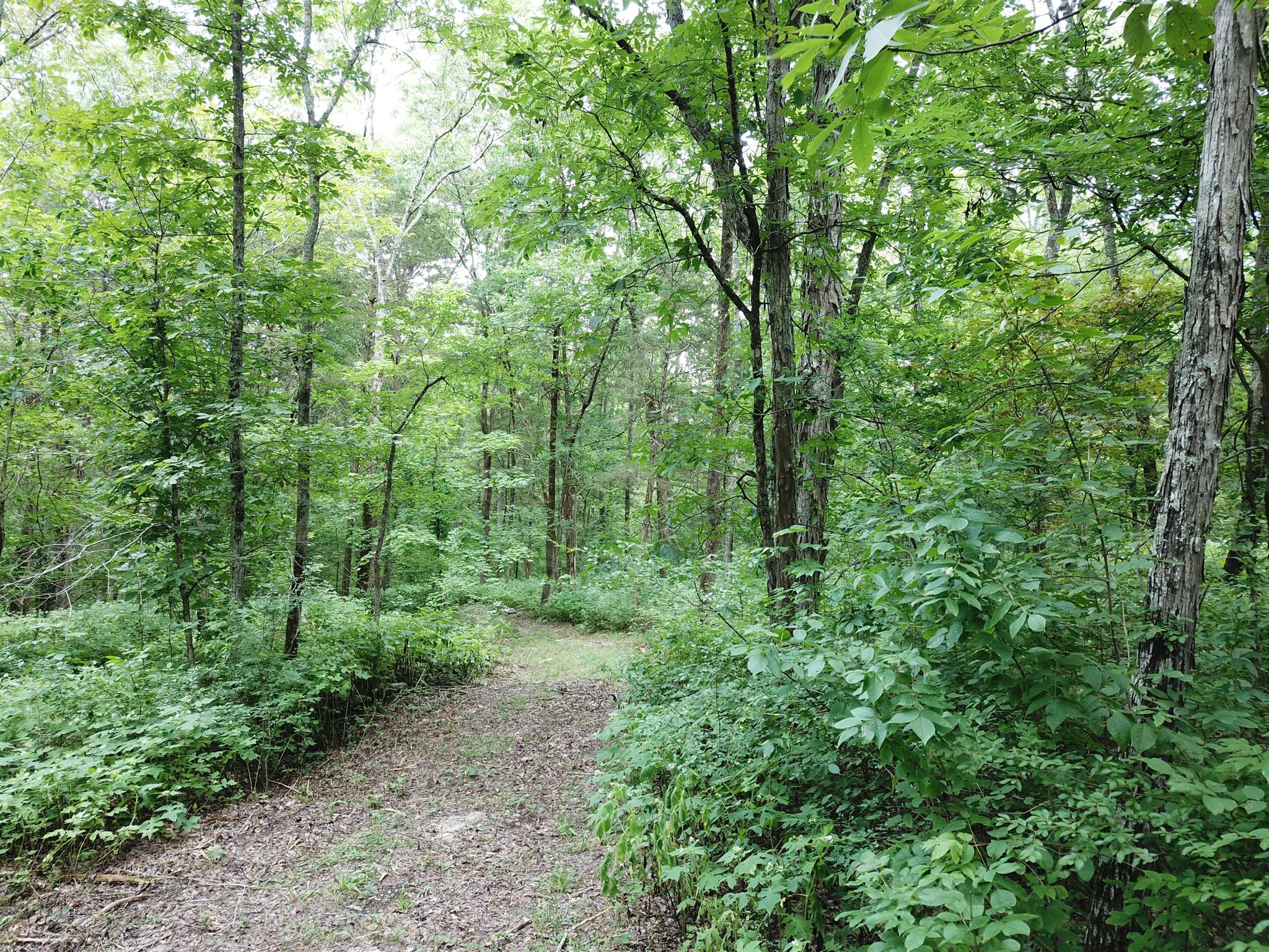 213 South Dickerson Chapel Road Lebanon, TN 37087 - Photo 4 of 30 a view of a lush green forest