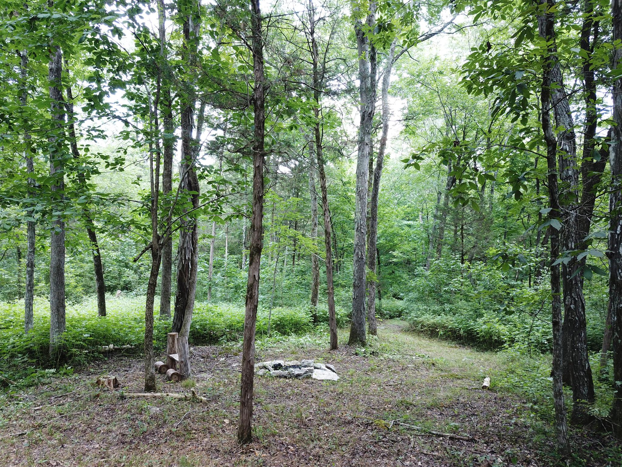 213 South Dickerson Chapel Road Lebanon, TN 37087 - Photo 5 of 30 a view of outdoor space and trees