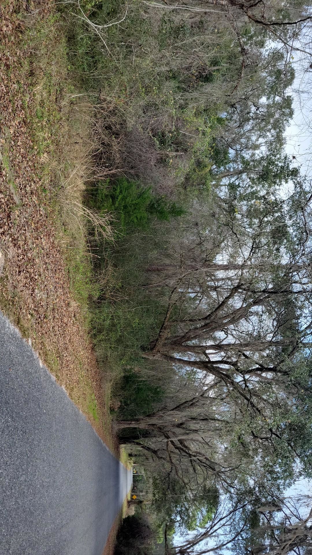 162 Natural Bridge Road Monticello, FL 32344 - Photo 2 of 27 Gallery Image 2