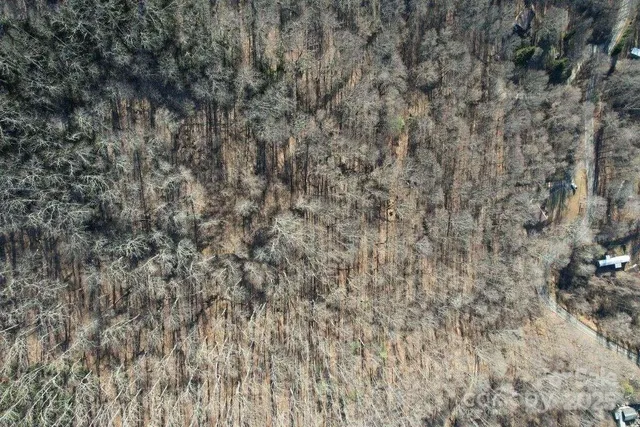 a close up of a wall with a tree