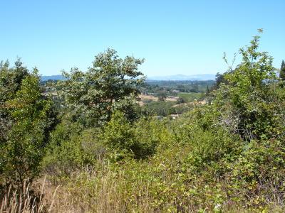 471 Gold Ridge Road Sebastopol, CA 95472 - Photo 5 of 6 a view of a field of grass and trees