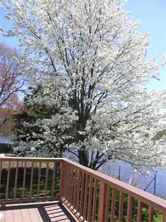 88 Hardy Pond Road Waltham, MA 02451 - Photo 25 of 29 a view of a balcony with wooden fence
