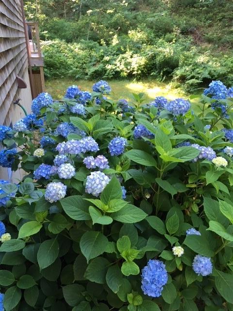 50 Barnabas Young Road Wellfleet, MA 02667 - Photo 44 of 44 ballou hydrangeas