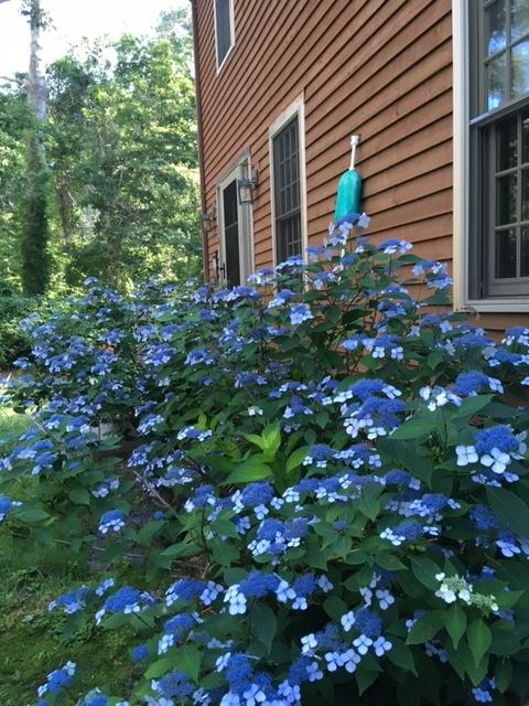 50 Barnabas Young Road Wellfleet, MA 02667 - Photo 8 of 44 ballou hydrangeas 2