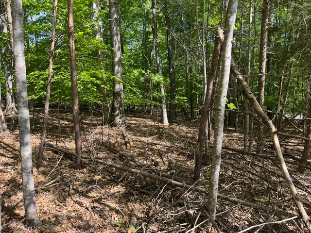 a view of outdoor space and garden
