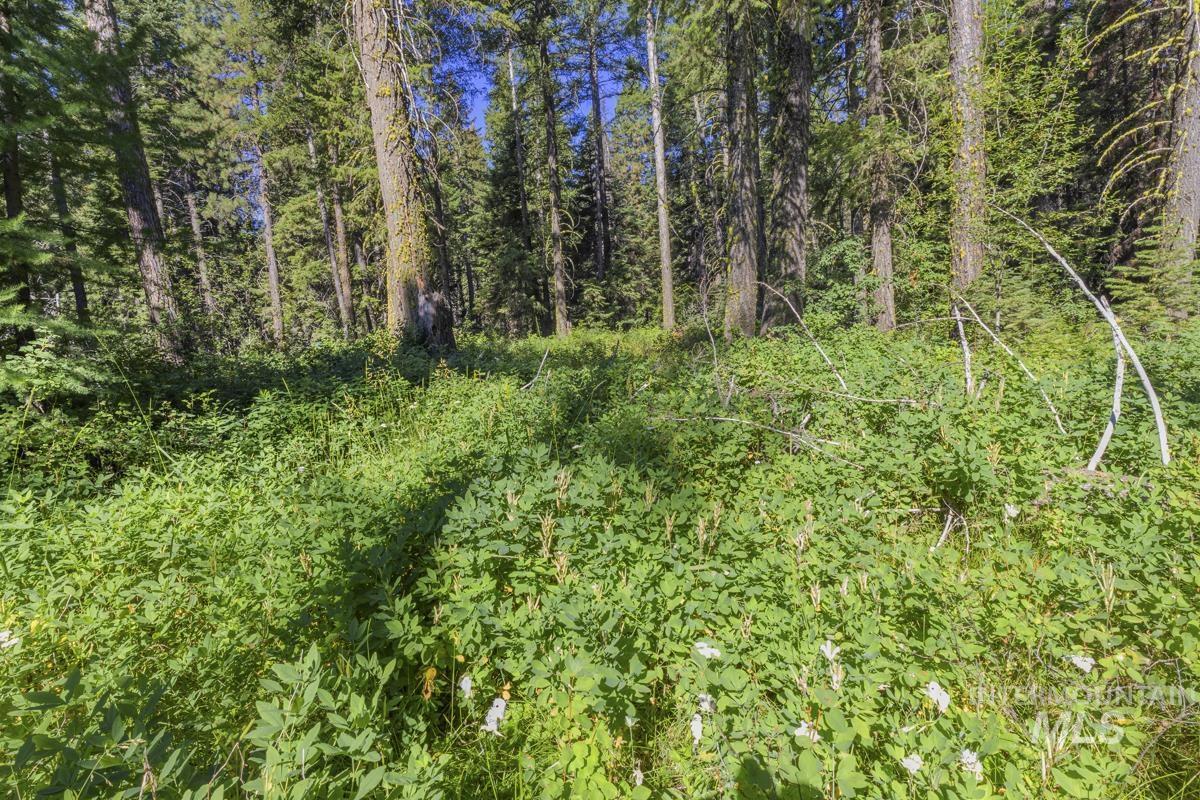 2 Arling Trail Cascade, ID 83611 - Photo 7 of 15 Gorgeous Forest