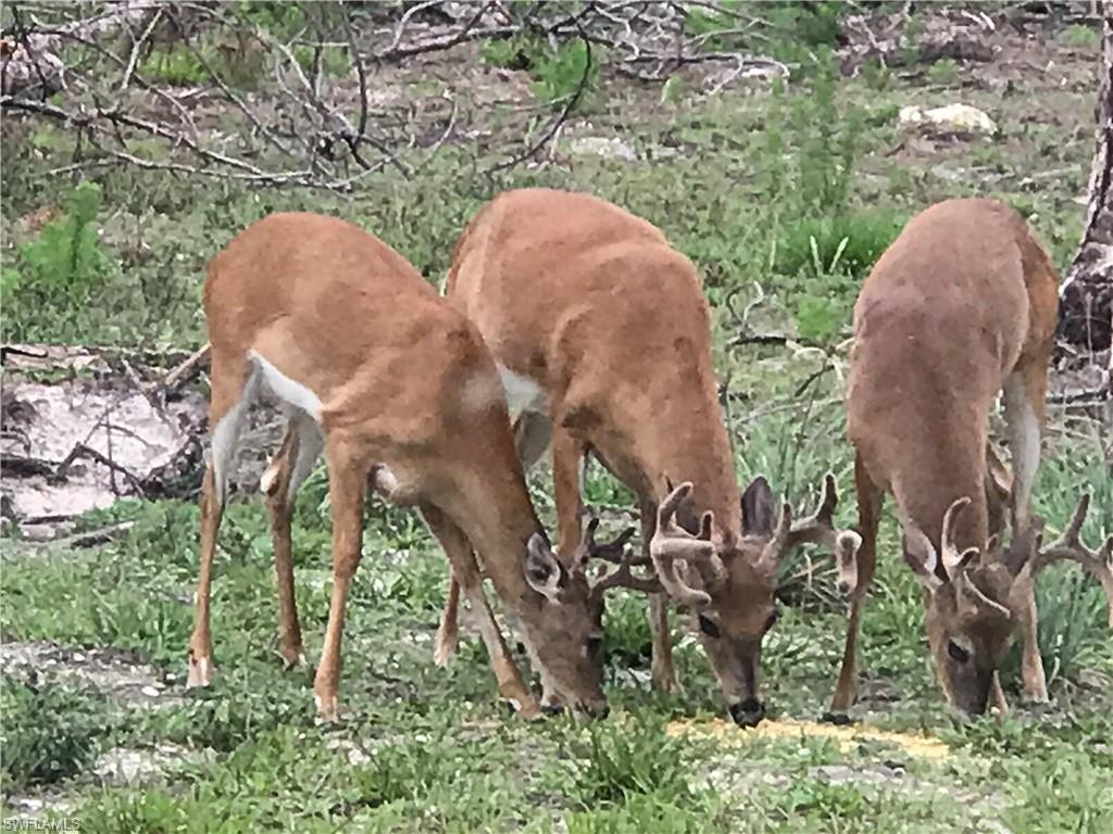 2875 Garland Road Naples, FL 34117 - Photo 31 of 34 a view of a yard in front of a yard
