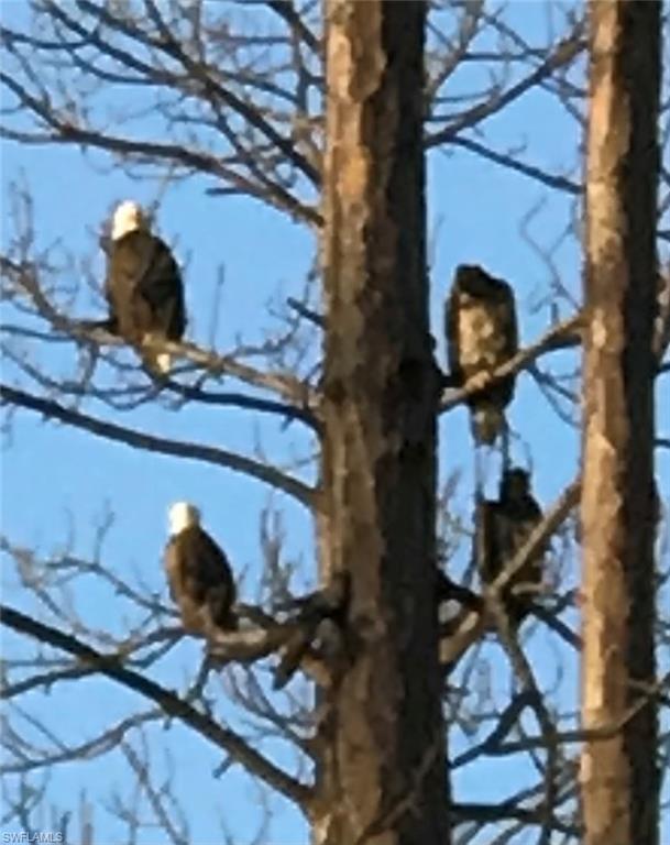 2875 Garland Road Naples, FL 34117 - Photo 32 of 34 a view of a backyard of a house