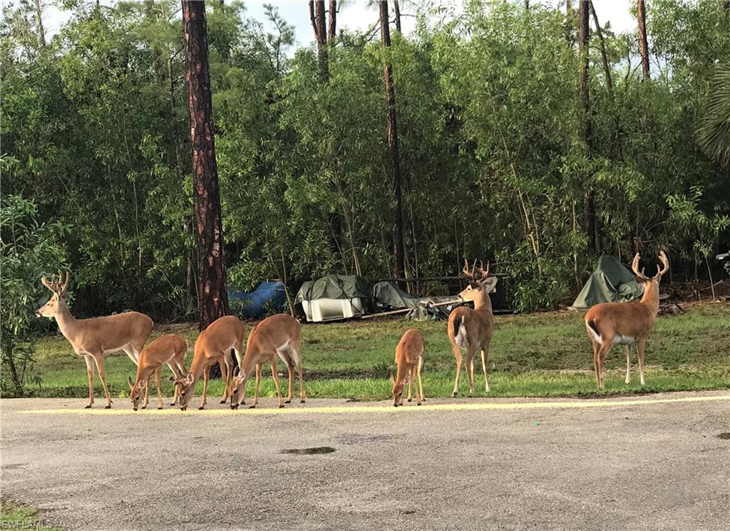 2875 Garland Road Naples, FL 34117 - Photo 33 of 34 an outdoor view with patio