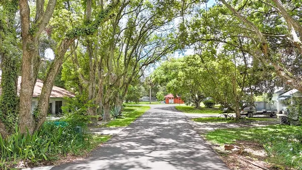 a park with large trees