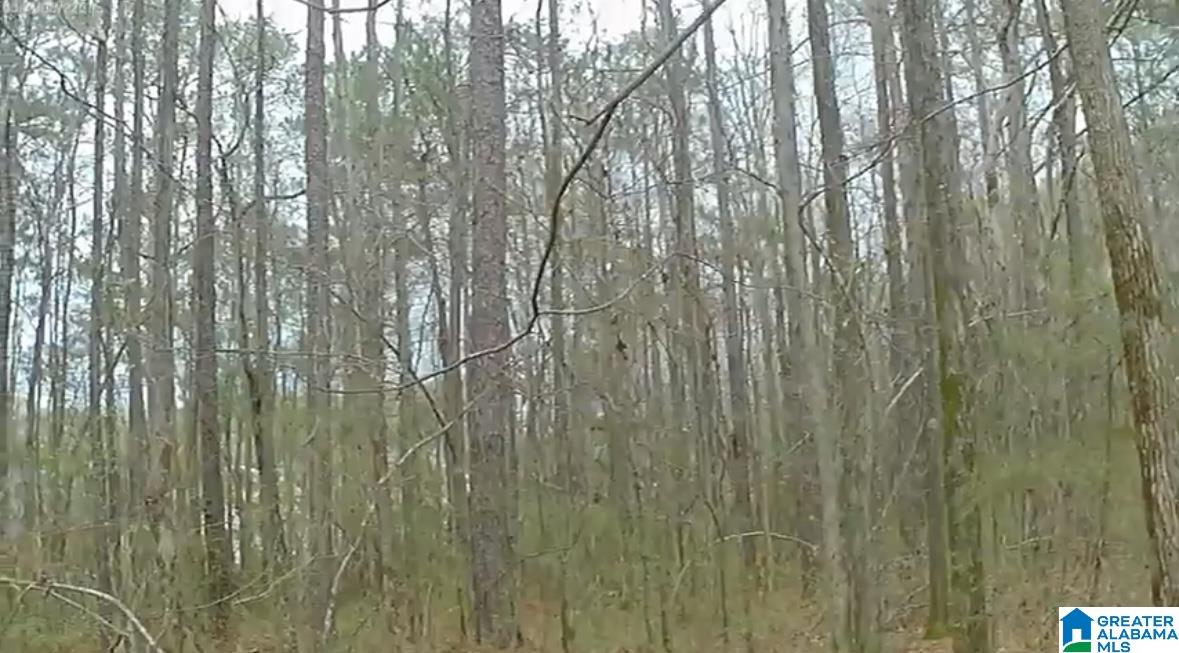 0 Lane Road Oxford, AL 36203 - Photo 3 of 4