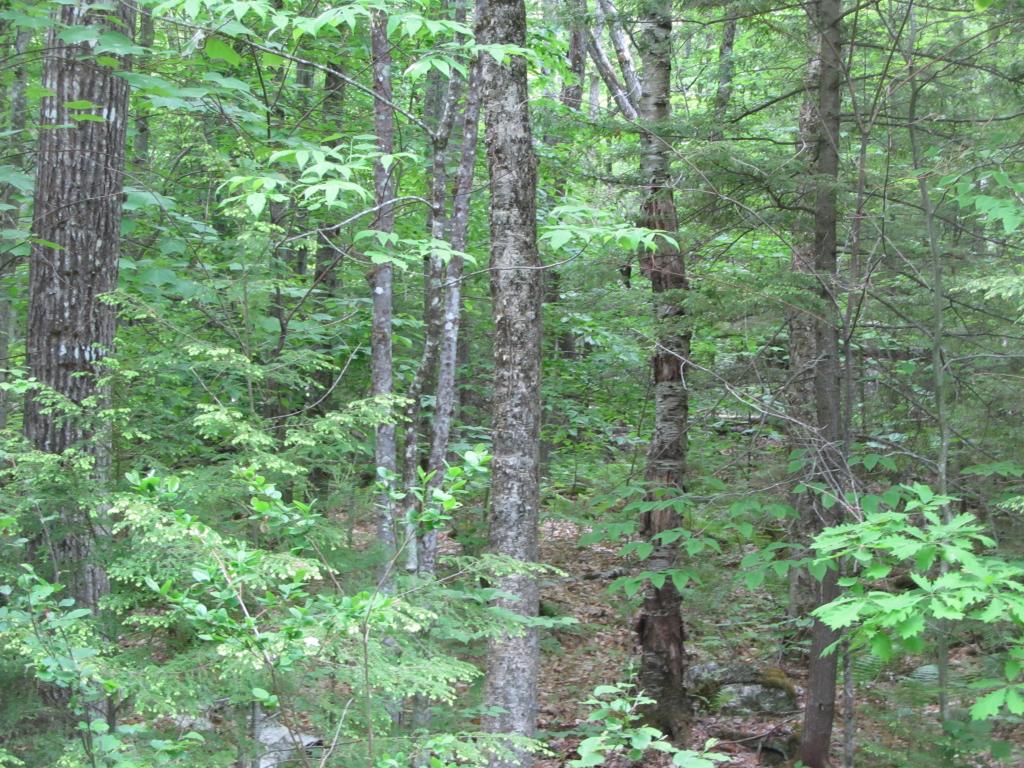 1 Webber Pond Road Harrison, ME 04040 - Photo 10 of 10 Gallery Image 10