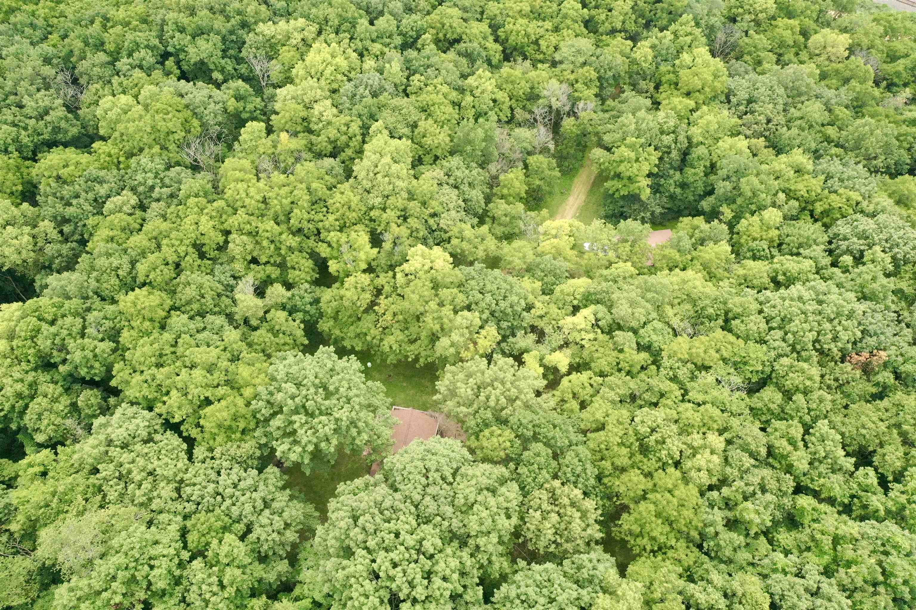 8008 West Blanding Road Hanover, IL 61041 - Photo 63 of 67 a view of a lush green forest