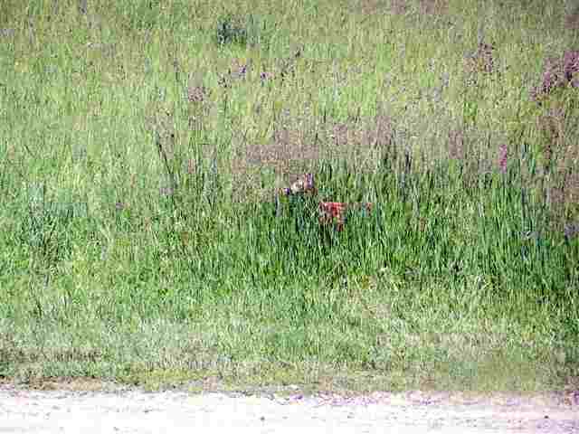 29607 North Dunn Road Chattaroy, WA 99003 - Photo 20 of 20 Gallery Image 20