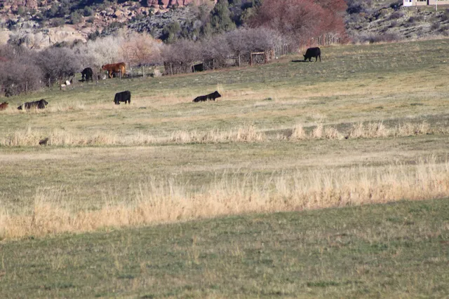 $1,595,000 | 49594 KE Road, Mesa, CO 81643