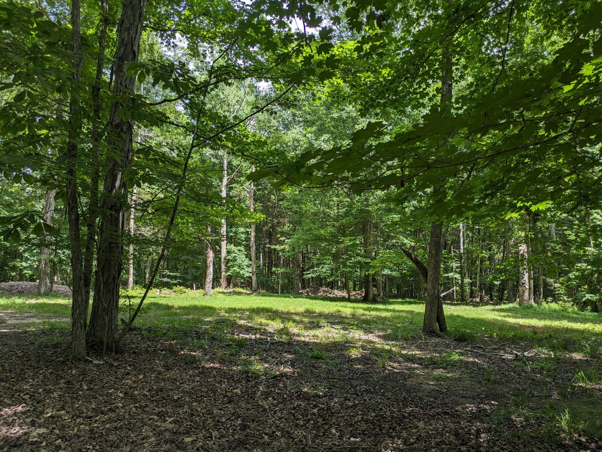 3425 Hopkins Bridge Road Unionville, TN 37180 - Photo 49 of 83 a big yard with lots of green space and trees