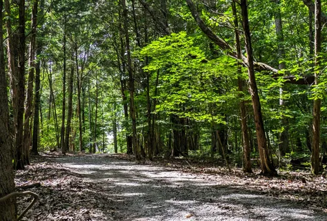 a view of a bench in a garden