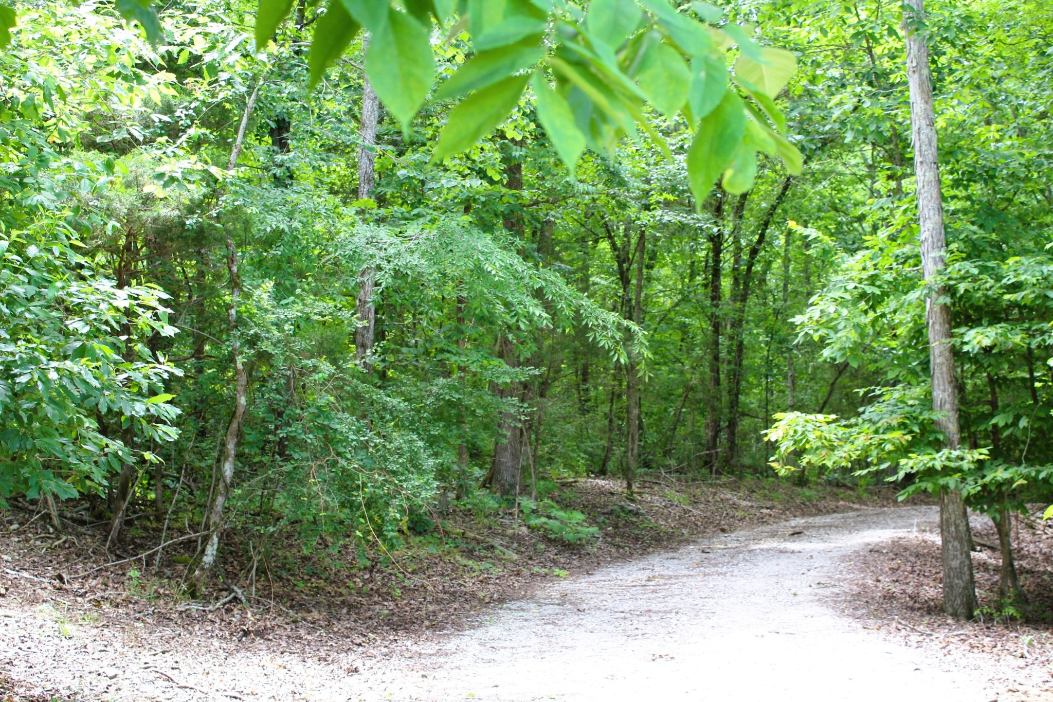 3425 Hopkins Bridge Road Unionville, TN 37180 - Photo 58 of 83 a view of a yard with plants and trees