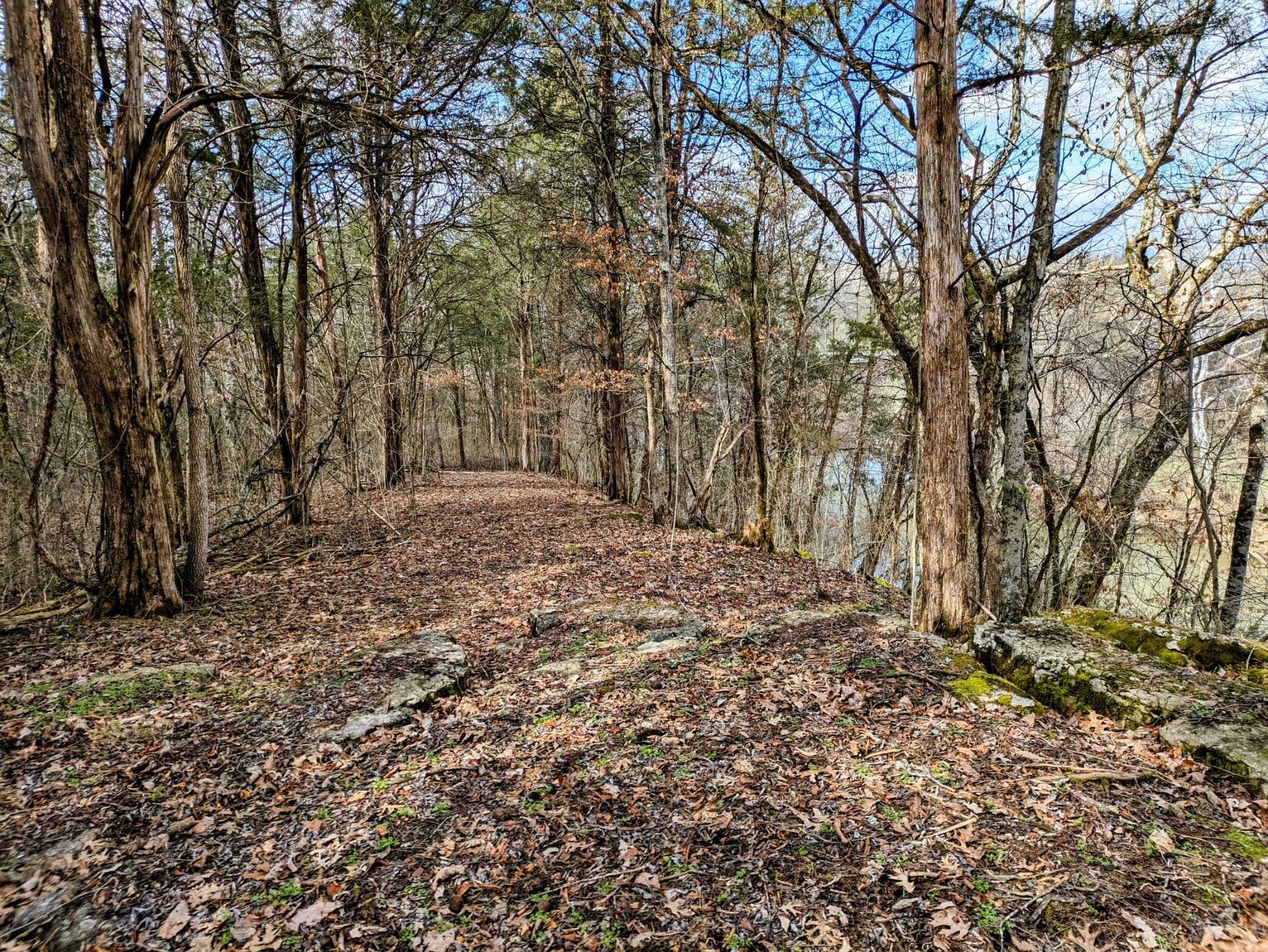 3425 Hopkins Bridge Road Unionville, TN 37180 - Photo 65 of 83 a view of empty room with large trees