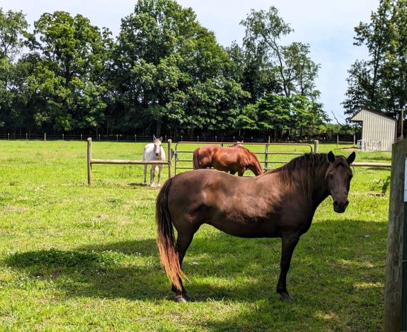 $1,849,000 | 3425 Hopkins Bridge Road, Unionville, TN 37180