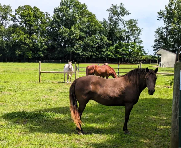 $1,849,000 | 3425 Hopkins Bridge Road, Unionville, TN 37180