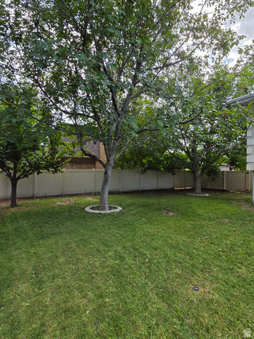 6123 Rodeo Lane Murray, UT 84121 - Photo 6 of 20 Expansive green lawn with mature trees and a perimeter privacy fence