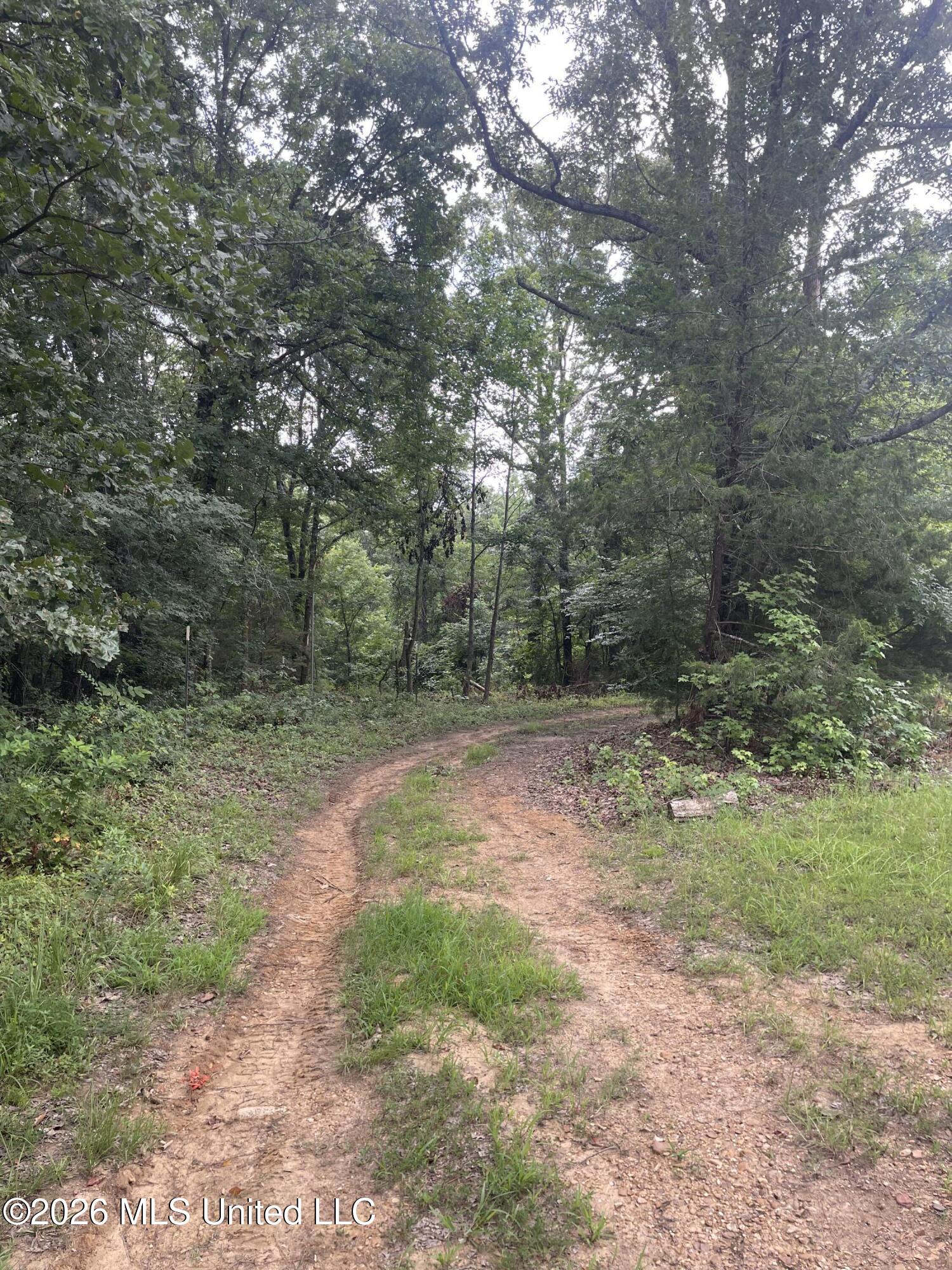 0 Freeman Drive Coldwater, MS 38618 - Photo 14 of 15 IMG_3244