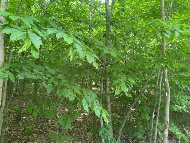 Green Briar Road Lake Ann, MI 49650 - Photo 11 of 16 1947287-0ffe98ed-d33a-4489-a729-ee30ce344eb4.JPG