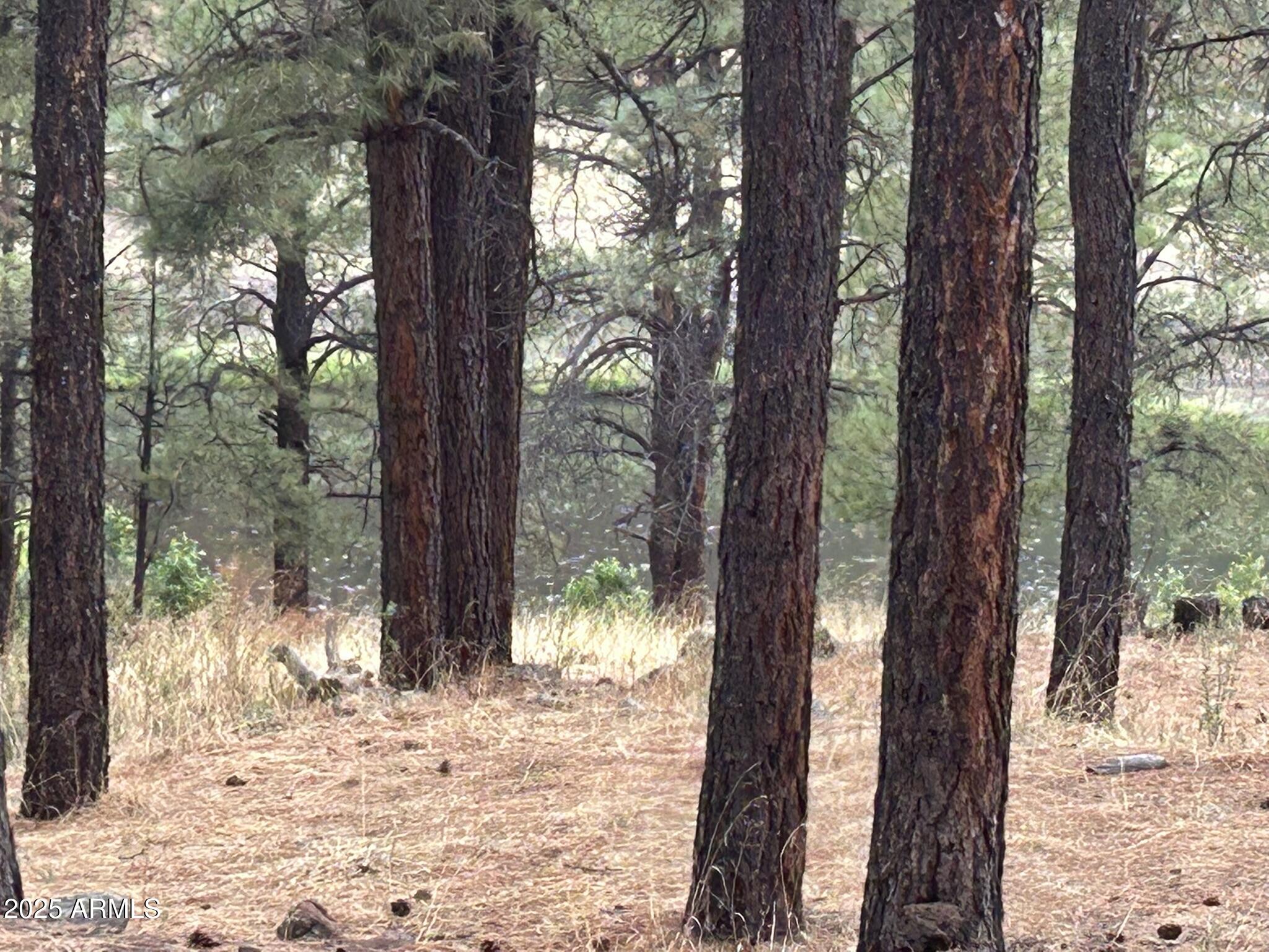 3 County Road Greer, AZ 85927 - Photo 53 of 65 a view of a trees in a yard