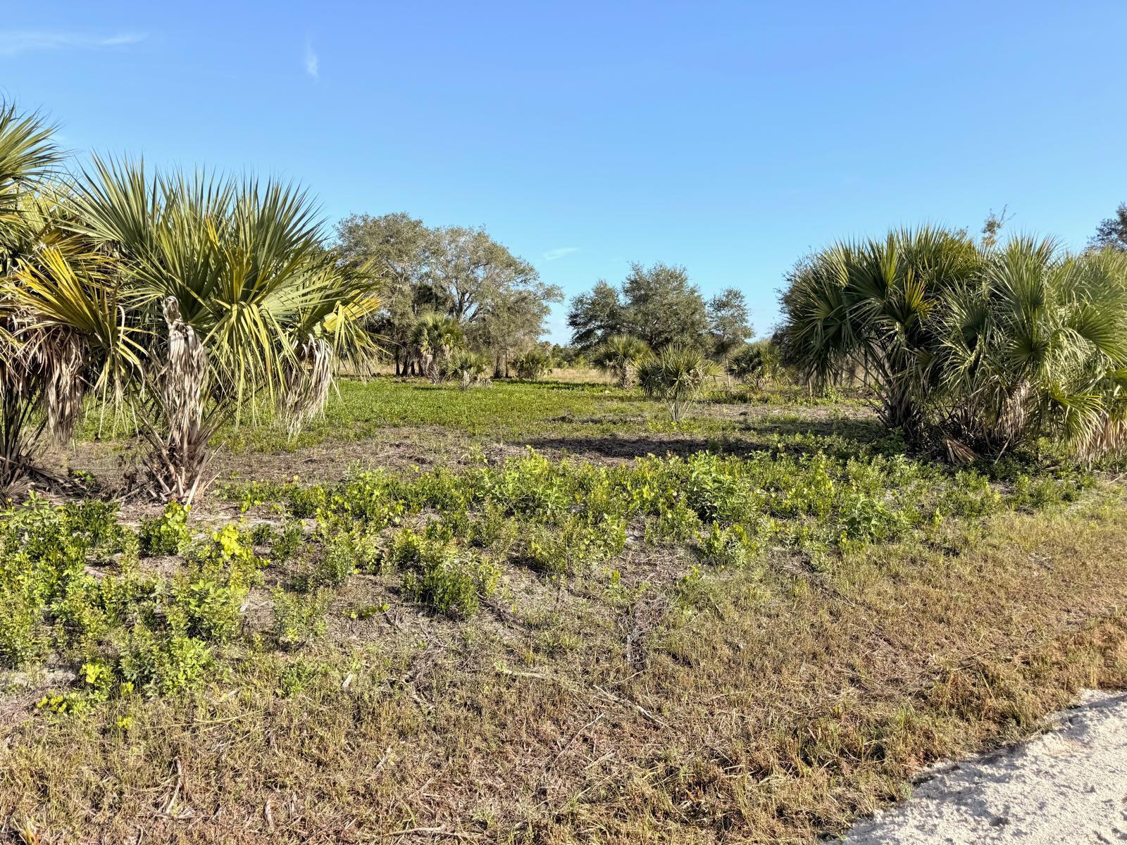14765 Northwest 288th Street Okeechobee, FL 34972 - Photo 7 of 9 a view of a field with trees around