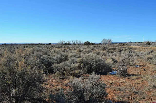 a view of a dry yard with lots of trees