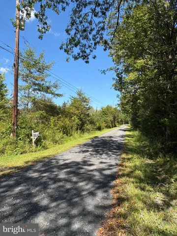 a view of a yard with plants and large trees