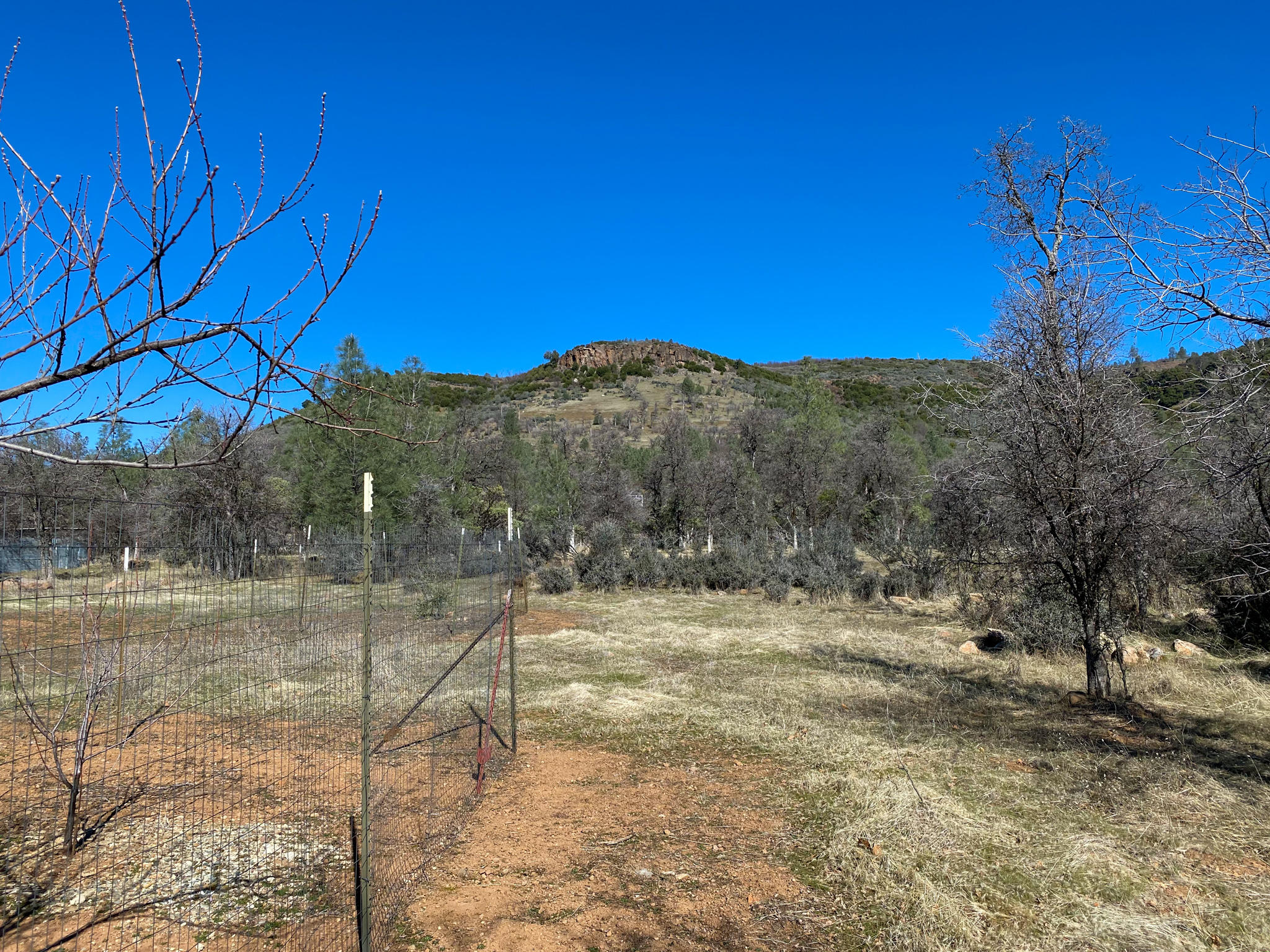 31668 Grindley Ranch Road Whitmore, CA 96096 - Photo 6 of 26 a view of a backyard of the house