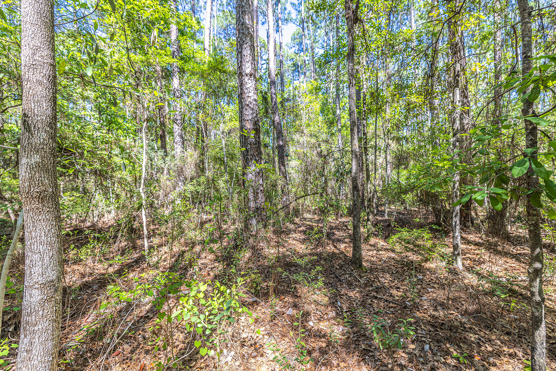 Lot 8 Mallet Road Freeport, FL 32439 - Photo 2 of 15 a view of forest