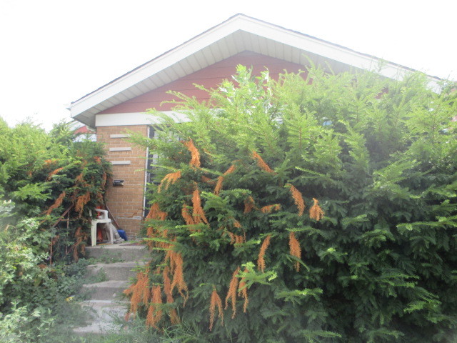 3709 West 66th Place Chicago, IL 60629 - Photo 3 of 8 a backyard of a building with large trees