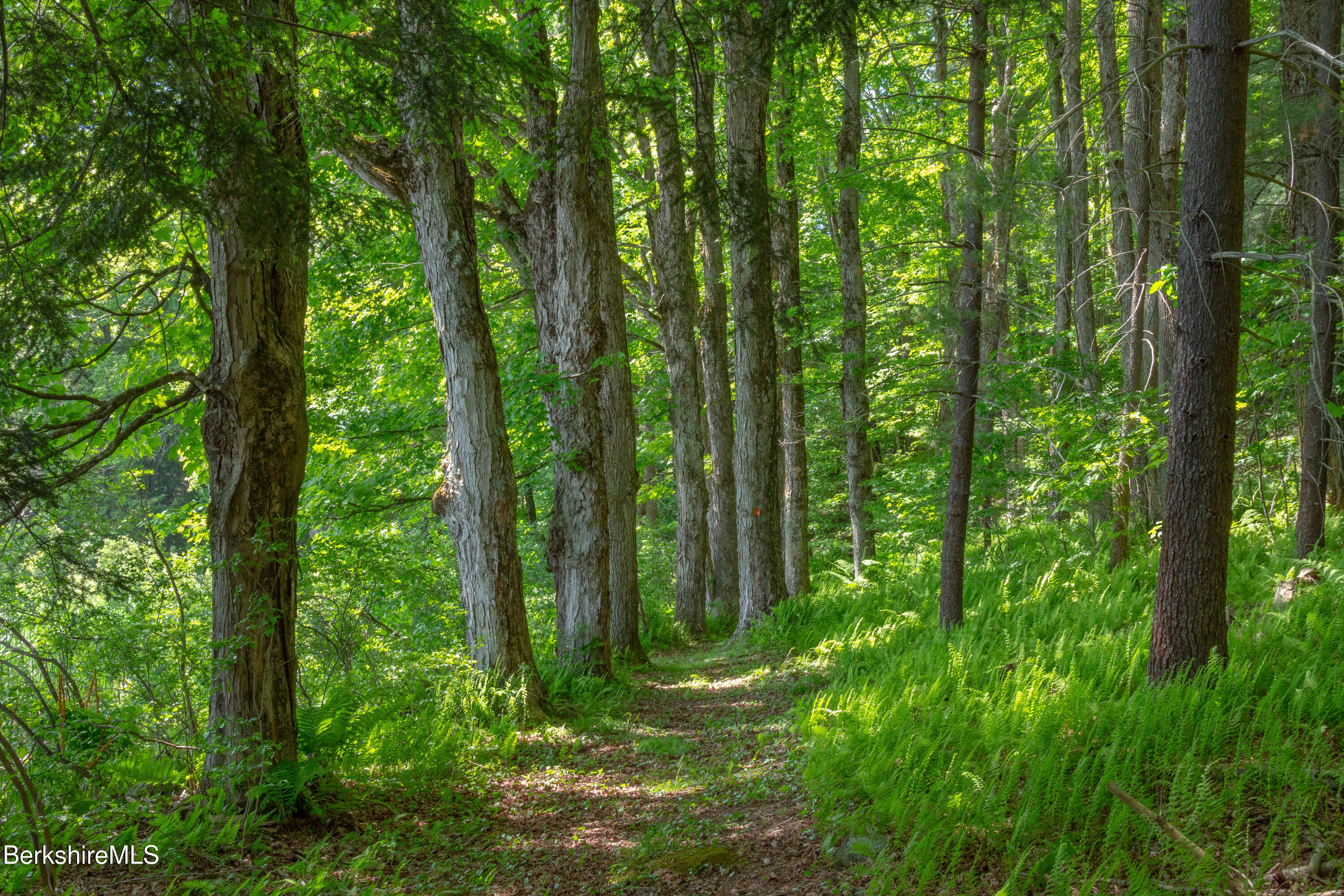 14 Sullivan Road Sandisfield, MA 01255 - Photo 48 of 54 a view of outdoor space and trees in a yard