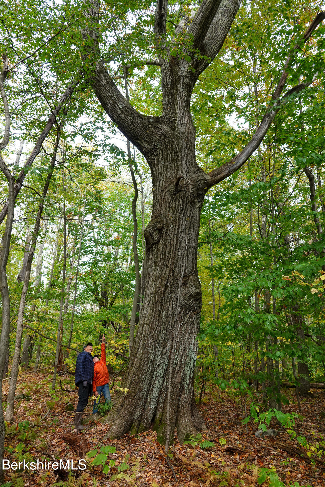 14 Sullivan Road Sandisfield, MA 01255 - Photo 50 of 54 a backyard of a house with lots of green space
