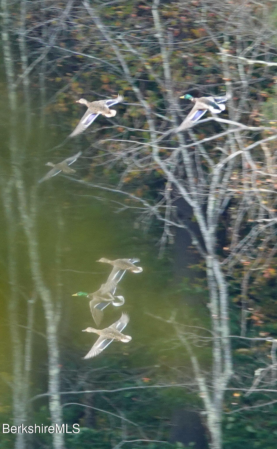 14 Sullivan Road Sandisfield, MA 01255 - Photo 51 of 54 a close up of a water closet
