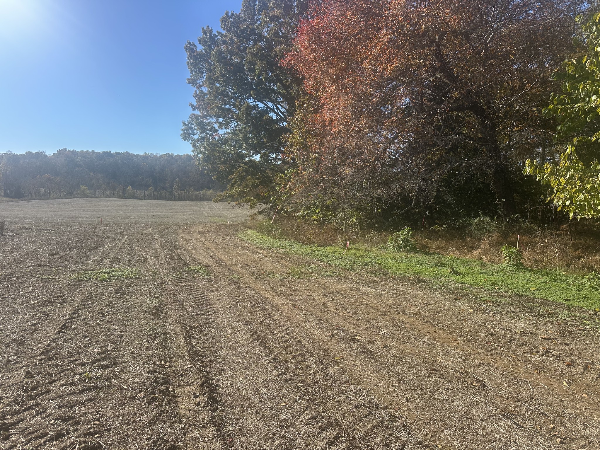 0 Petty Road Sparta, TN 38583 - Photo 5 of 9 a view of a yard with an trees