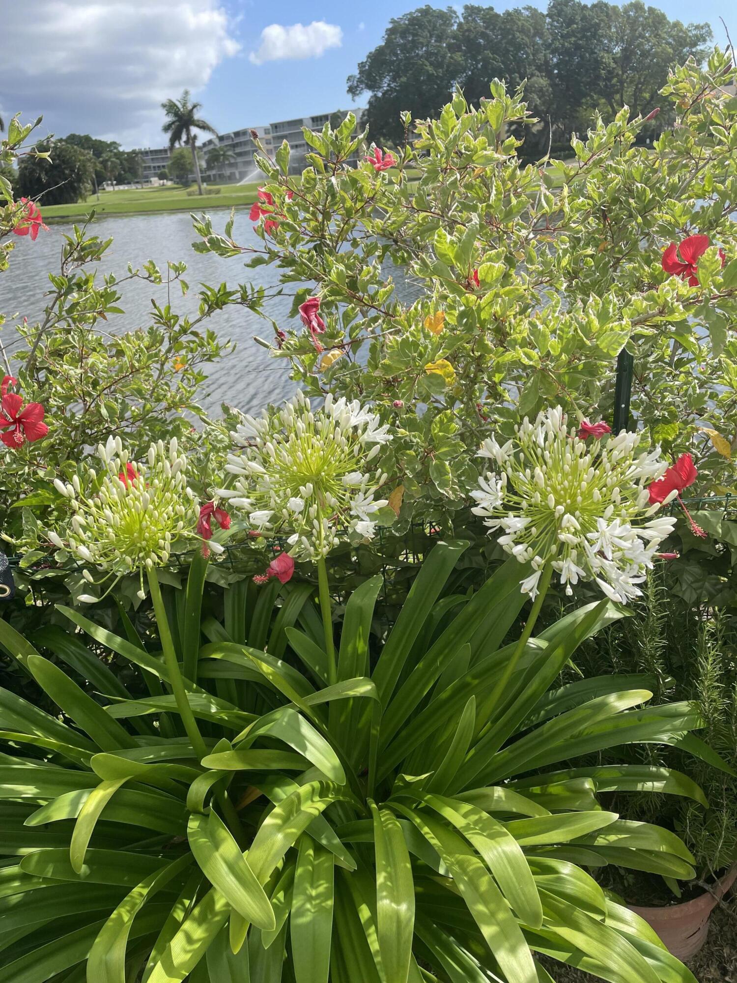 233 Rio Vista Circle Atlantis, FL 33462 - Photo 28 of 38 a view of a lake with a tree