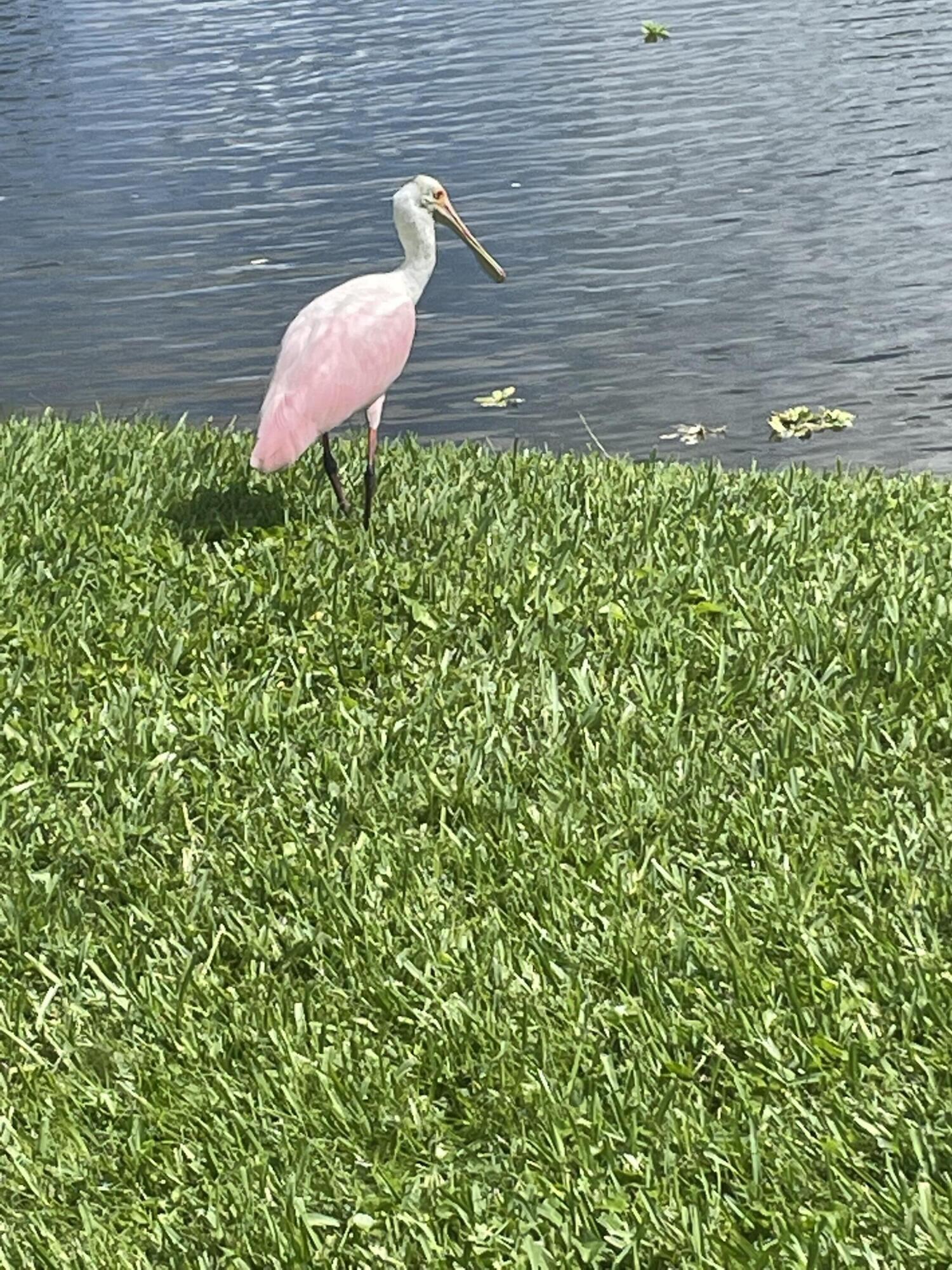 233 Rio Vista Circle Atlantis, FL 33462 - Photo 37 of 38 a backyard of a house with a garden and stainless steel appliances