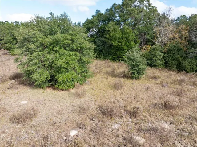 a view of a dry yard with a tree
