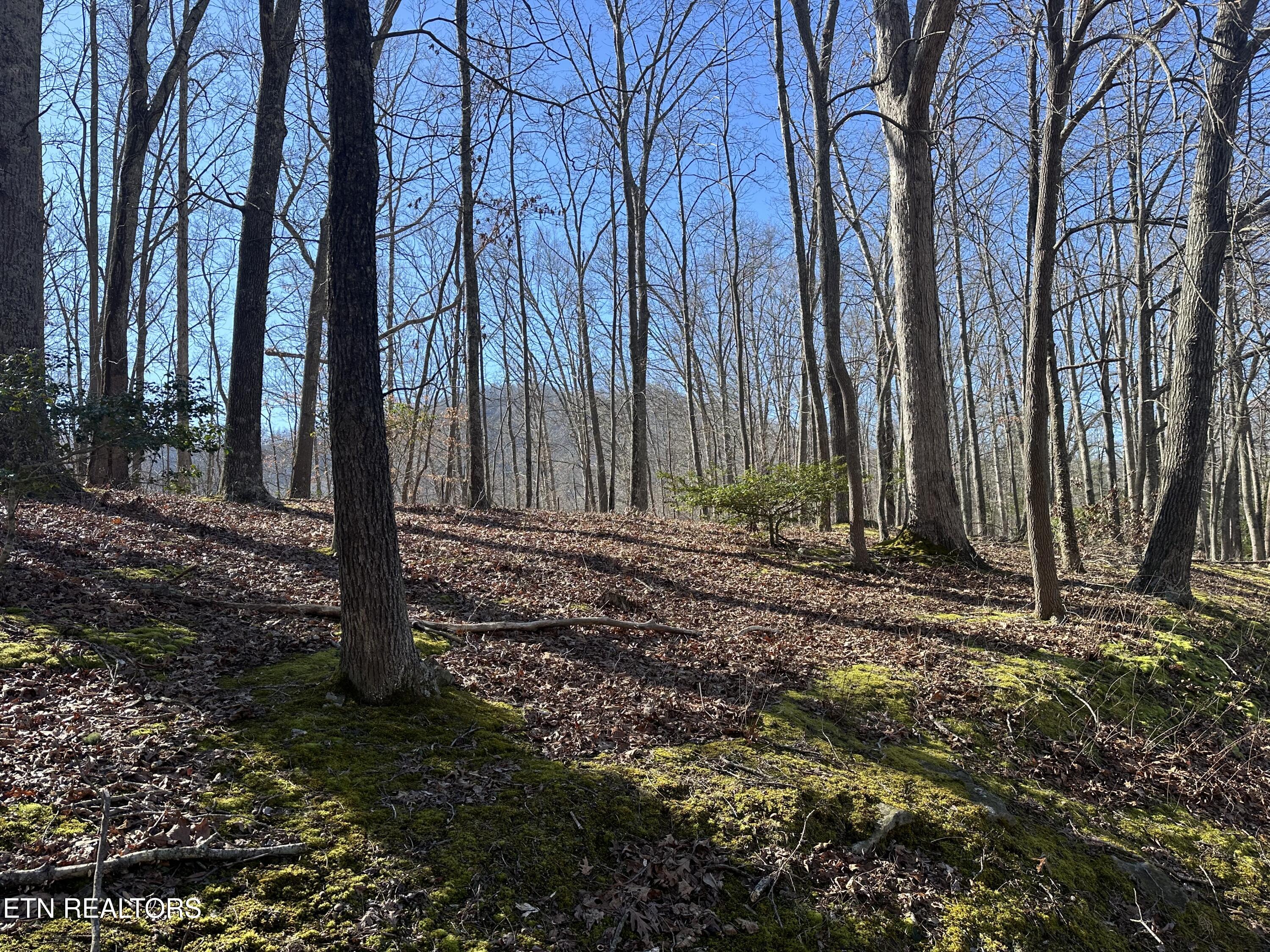 Tbd Ridge Road Baxter, KY 40806 - Photo 7 of 12 IMG_4031
