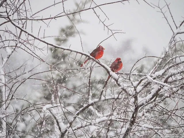 a picture of a tree with a tree in the background
