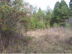 0 Parcel Road Church Hill, TN 37642 - Photo 4 of 6 Wooded Portion of Land