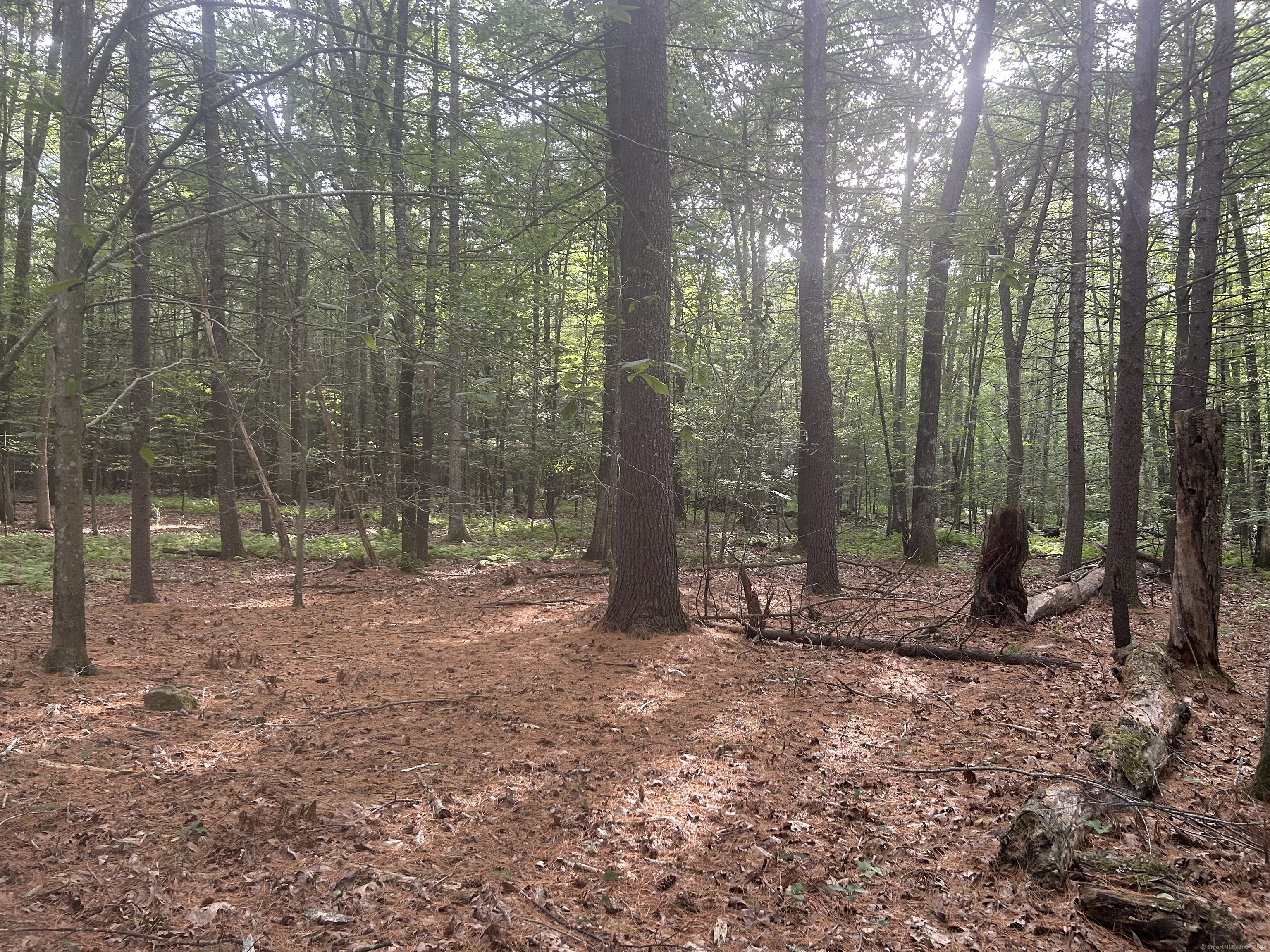 78 Salt Rock Road Sprague, CT 06330 - Photo 11 of 28 a view of a forest with trees in the background