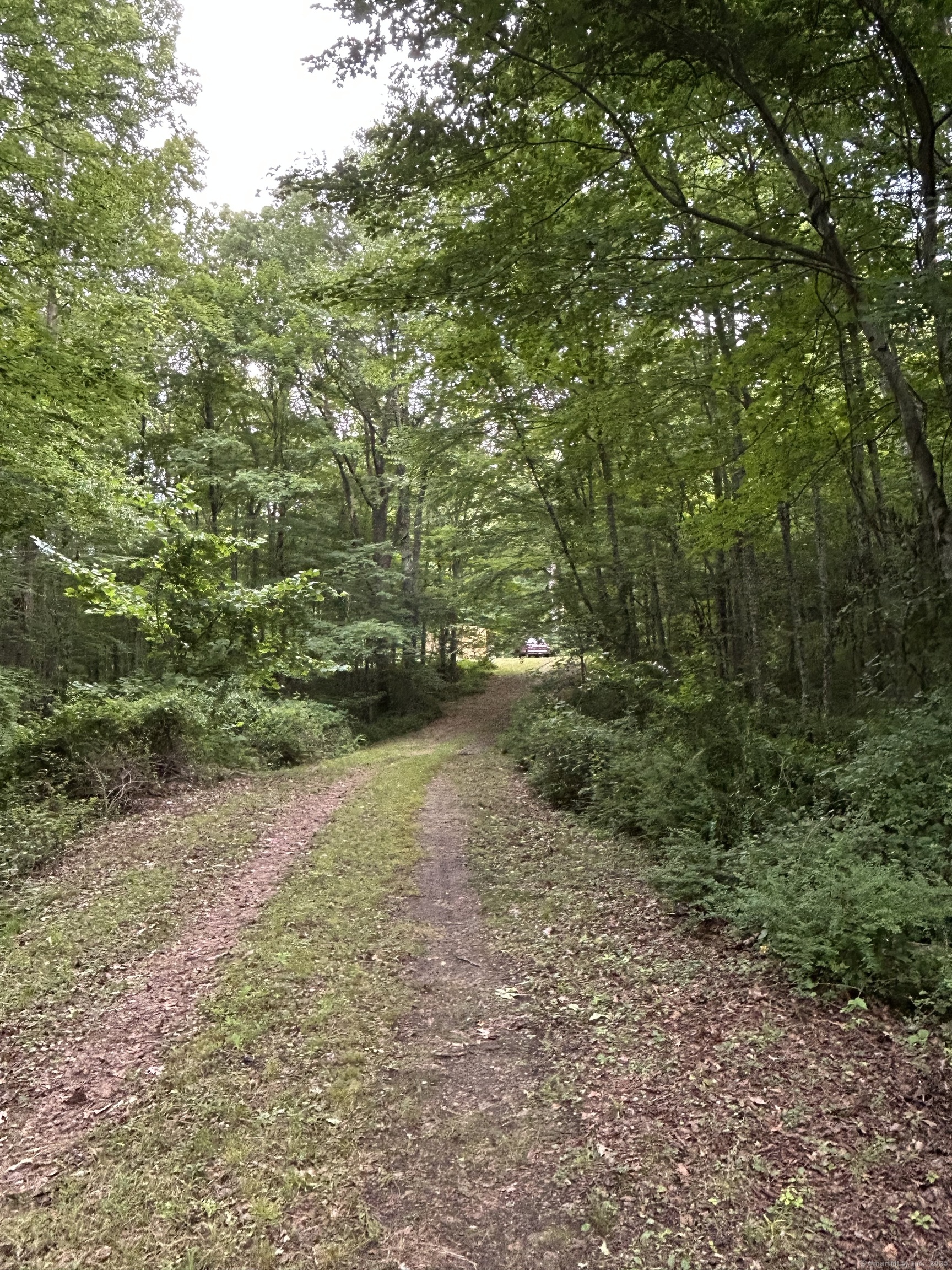 78 Salt Rock Road Sprague, CT 06330 - Photo 8 of 28 a view of a yard with plants and large trees